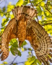 A Honey Buzzard taking off