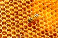 Honey cells pattern.bees work on honeycomb.