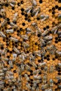 Honeycomb with bees background. Royalty Free Stock Photo