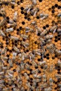 Honeycomb with bees background. Royalty Free Stock Photo