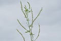 honey clover plant against a cloudy sky background