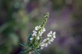 Honey clover or white melilot or Bokhara clover or white sweetclover or sweet clover Melilotus albus white flowers close up