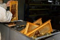 Honey collection, honeycombs in beekeepers` workshop