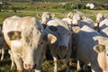 Honey colored cows grazing in Haugesund