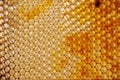Honey Comb Royalty Free Stock Photo