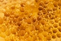 Honey in the comb Royalty Free Stock Photo