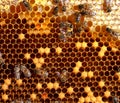 Honey comb and a bees