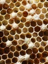 Honey comb with bees larva inside