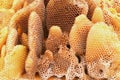 Honey Comb