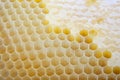 Honey comb close up Royalty Free Stock Photo