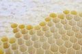 Honey comb close up Royalty Free Stock Photo