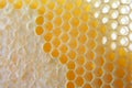 Honey comb close up Royalty Free Stock Photo