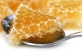Honey comb Royalty Free Stock Photo
