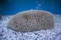 Honey comb coral ,Coeloseris mayeri in the aquarium.