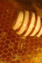 Honey comb and Drizzler Royalty Free Stock Photo