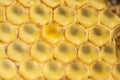 Honey comb gold background texture natural cell closeup macro Royalty Free Stock Photo