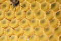 Honey comb gold background texture natural cell closeup macro Royalty Free Stock Photo