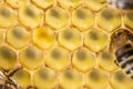 Honey comb gold background texture natural cell closeup macro Royalty Free Stock Photo