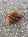 Honey comb honeycomb bees in the street nature natural wax