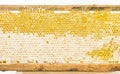 Natural yellow honey comb texture in wooden frame Royalty Free Stock Photo