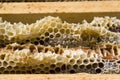 Honey Combs