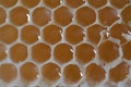 honey combs with honey very close