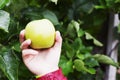 Honey crisp apple being held in one outside Royalty Free Stock Photo