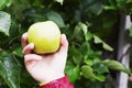 Honey crisp apple being held in one outside Royalty Free Stock Photo