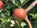 Honey crisp apple Royalty Free Stock Photo