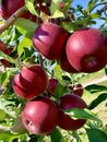 Honey crisp apple Royalty Free Stock Photo