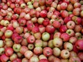 Honey Crisp Apples Royalty Free Stock Photo