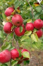 Honey Crisp Apples Royalty Free Stock Photo