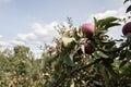 Honey Crisp Apples and other varieties at the start of apple-picking season in the orchard Royalty Free Stock Photo