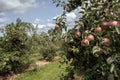 Honey Crisp Apples and other varieties at the start of apple-picking season in the orchard Royalty Free Stock Photo