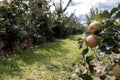 Honey Crisp Apples and other varieties at the start of apple-picking season in the orchard Royalty Free Stock Photo