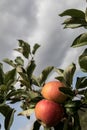 Honey Crisp Apples and other varieties at the start of apple-picking season in the orchard Royalty Free Stock Photo