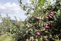 Honey Crisp Apples and other varieties at the start of apple-picking season in the orchard Royalty Free Stock Photo