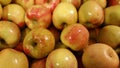 Honey Crisp Apples Royalty Free Stock Photo