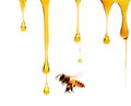 Honey Dipper Dripping Honey. Royalty Free Stock Photo