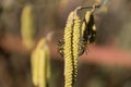 Spring Buzz: Bees Collecting Pollen from Blooming Hazel Flower