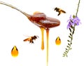 Honey Drip From Spoon. White, brass. Royalty Free Stock Photo