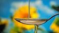 Honey drips, pours into a spoon. Thick viscous honey molasses flows. Close-up of golden honey liquid, sweet product of