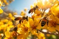 Honey pollination beauty blossom insect pollen bee orange nature flower Royalty Free Stock Photo