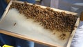 Honey frame with lot of Bees and honey.