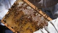 Honey frame with lot of Bees and honey.