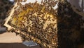 Honey frame with lot of Bees and honey.