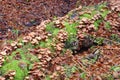 honey fungi or Armillaria ostoyae Royalty Free Stock Photo