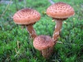 Honey fungus Royalty Free Stock Photo