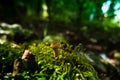 Honey fungus Armillaria gallica , mushroom in the forest, autumn, mushroom season