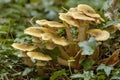 Honey Fungus - Armillaria mellea Royalty Free Stock Photo